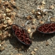 copper earrings, oval almond shape earrings, copper filigree earrings, small