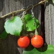 costume jewelry, orange earrings, orange jewelry, Halloween costume