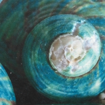 seashell wall art, beach decor, sea shell art, shell wall decor, spiral shell